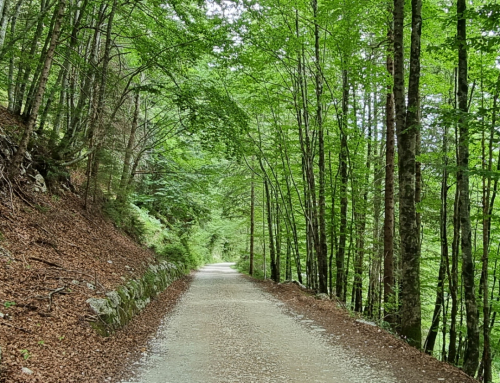 Asiago – Sentiero della Pace – Campomulo